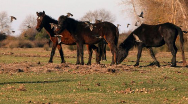 Boğazlıyan İBB'nin Dörtyol Belediyesi'ne verdiği atları araştırdı: "Kıyma-kuşbaşı oldu"