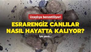 'Uzaylıya benzeyen' canlılar nasıl hayatta kalıyor?