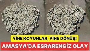 Çin'deki Esrarengiz Olayın Bir Benzeri de Türkiye'de Oldu: 300 Koyun Dakikalarca Saat Yönünde Daire Çizdi