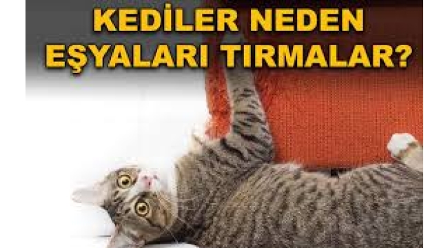 Kediler Eşyaları Neden Tırmalar? 