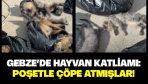 Gebze Belediye Başkanı'ndan "hayvan katliamı" açıklaması