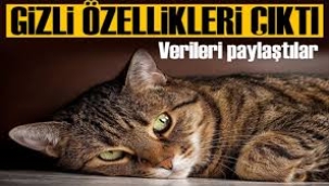 Verileri paylaştılar! Kediler kelimeleri görselleştiriyor 